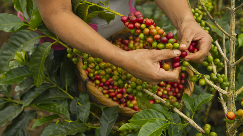 Someone plucking the fruit of coffee plants to make coffee beans