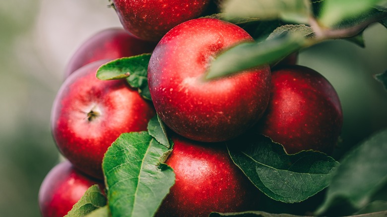 Red apples on a tree.