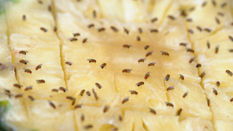 a fruit fly on a white background