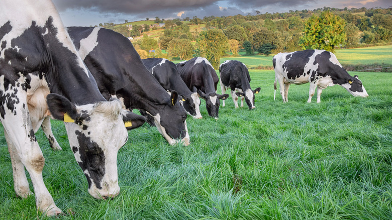 herd of dairy cows grazing on grass