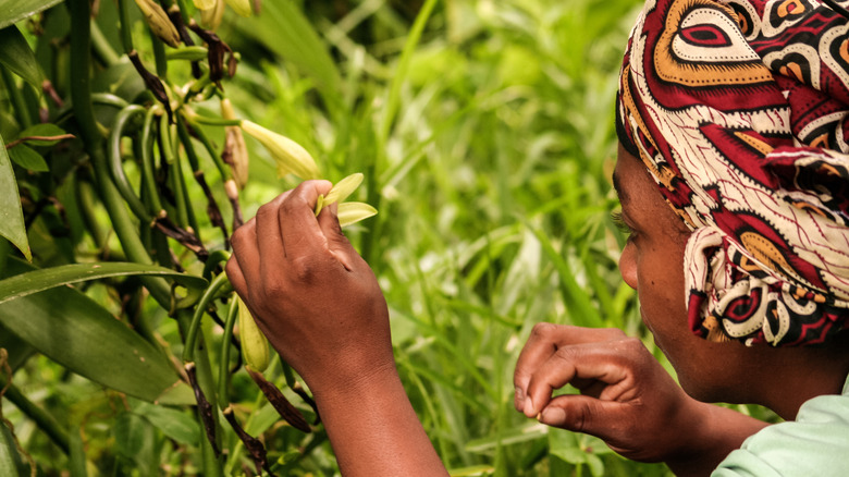 Woman hand pollinating vanilla orchids in Madagascar.