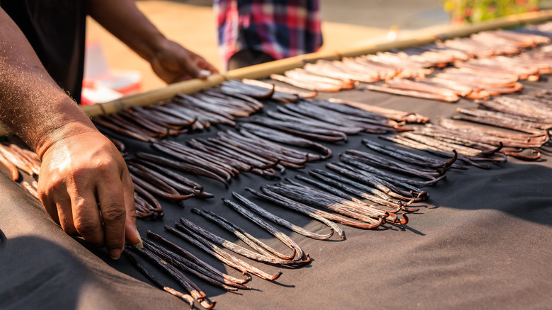 Vanilla pods being placed to dry on a dark surface.