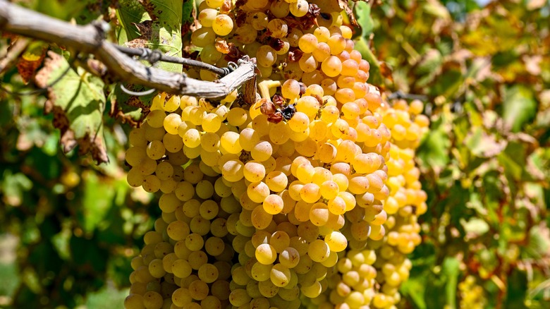 Seedless golden grapes growing on the vine