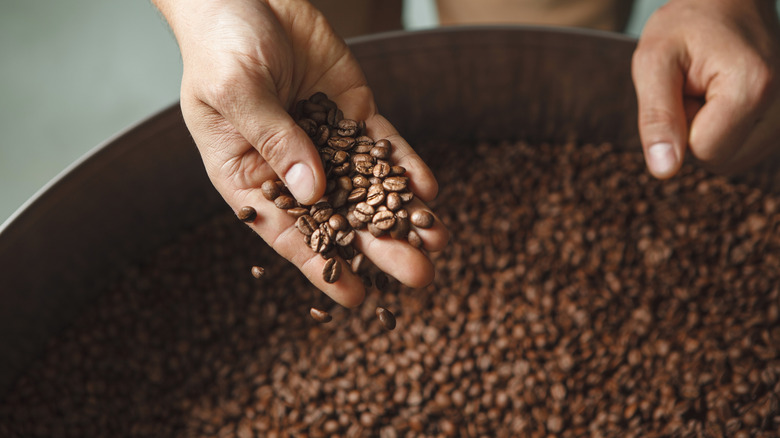 roaster holding roasted coffee beans