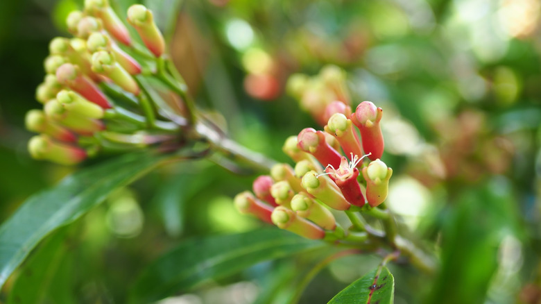 buds on a clove tree