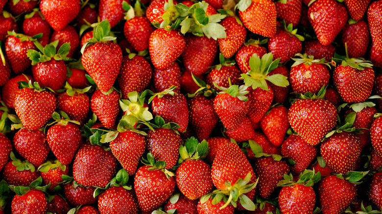 Lots of fresh whole strawberries