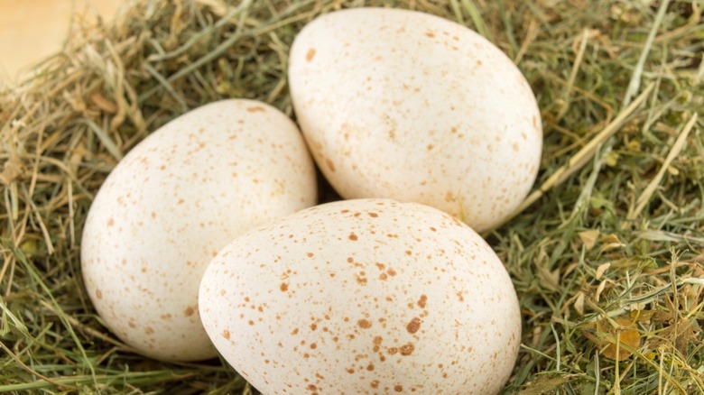 Turkey eggs in a nest.