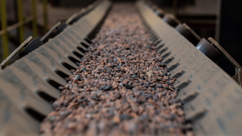 cocoa beans moving on a belt