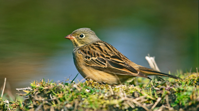 An ortolan bunting bird sitting outside.