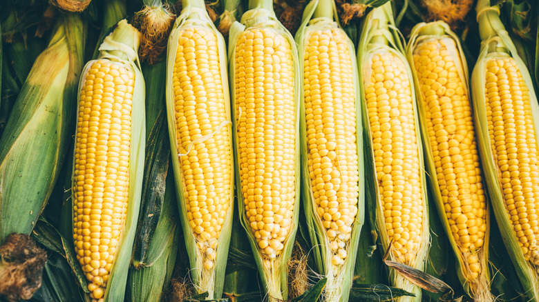 Cobs of corn lined one next to the other.