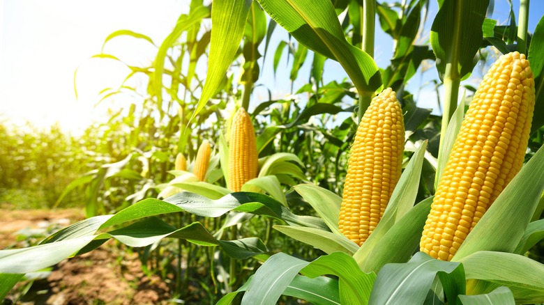 A row of corn with fresh corn exposed to the sun