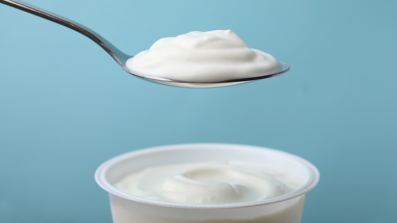 Spoonful of plain yogurt lifted above a pot of the dairy product