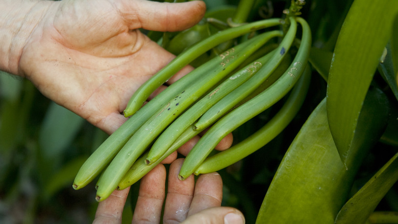 A person holding unripe pods of Bourbon Vanilla.