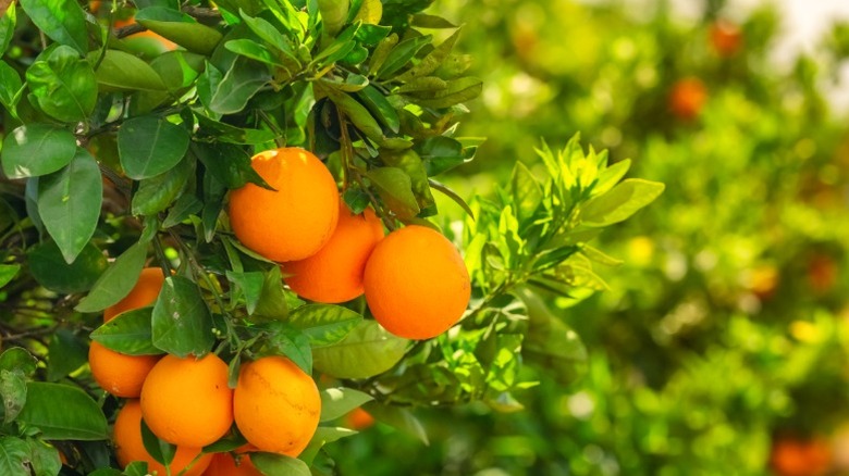 Oranges in a grove.