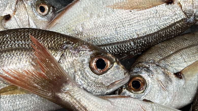 Close up of whole, uncooked fish