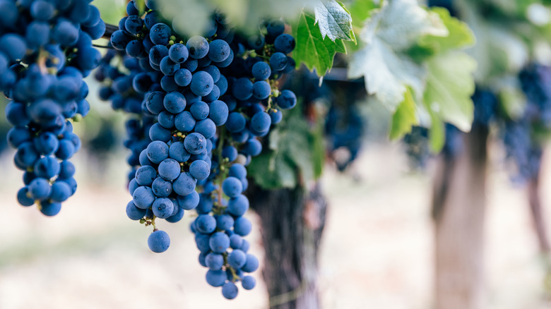 close up of blue grapes in vineyard