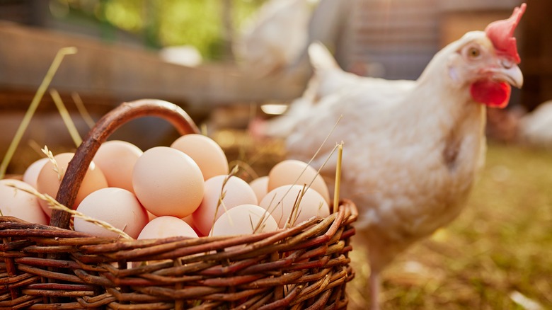 Basket of eggs and a chicken