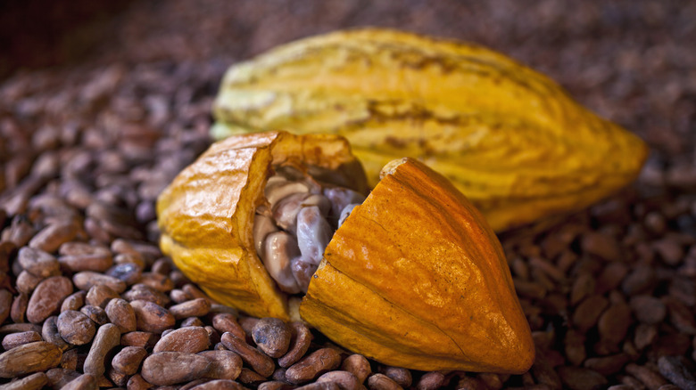 open cacao pod full of cacao beans with an intact pod behind it on a bed of cacao beans