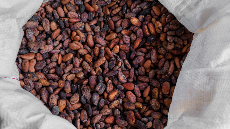 Dried cacao beans in a plastic bag