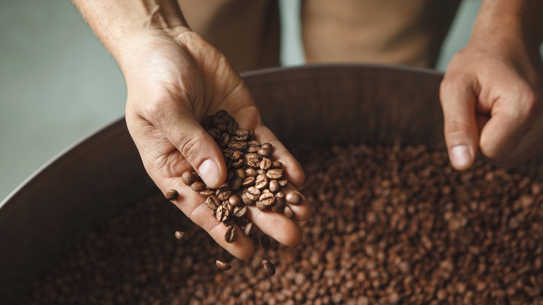 Roaster inspects a sack of coffee beans