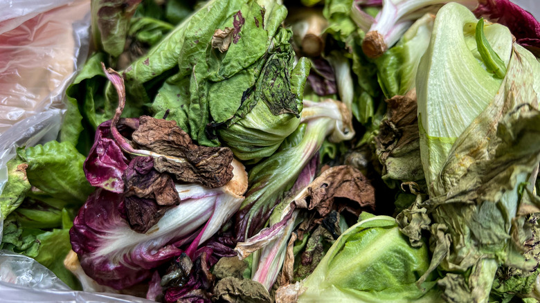 Lettuce leaves that are starting to turn brown and limp