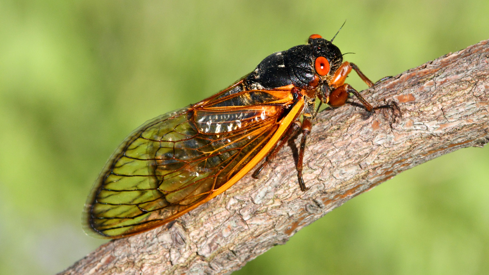 Yes, People Are Actually Eating Cicadas This Summer