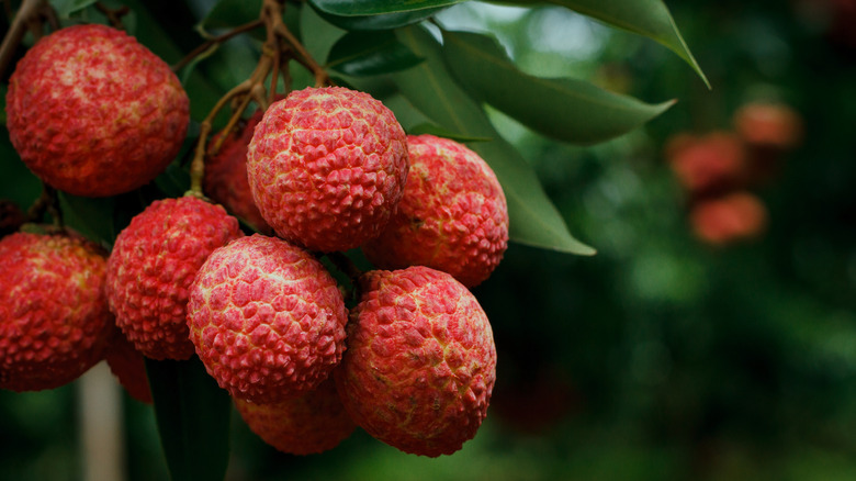 A cluster of ripe lychees growing on a tree.