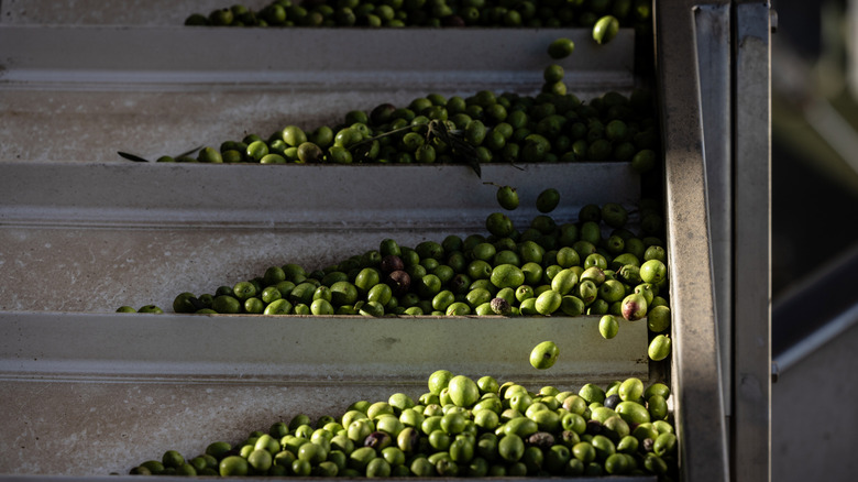 Harvested olives for oil