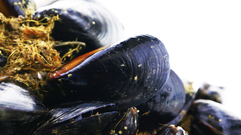 Raw mussels with the beard still attatched