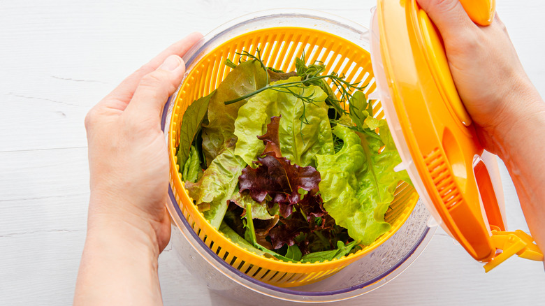 hands placing lid over salad spinner to spin and dry leafy greens from lingering dirt, bacteria, and water