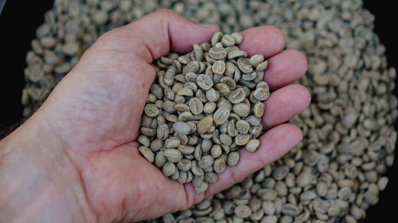 A person holding a handful of raw green coffee beans